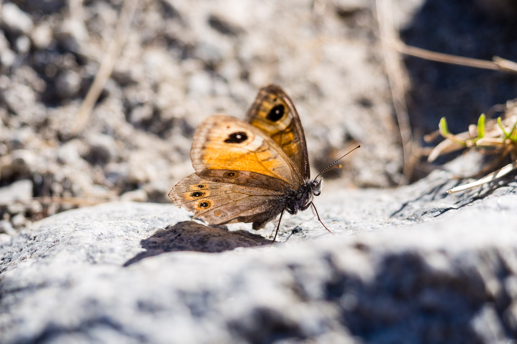 Olympus PEN E-PL5 sample photo. Butterfly photography