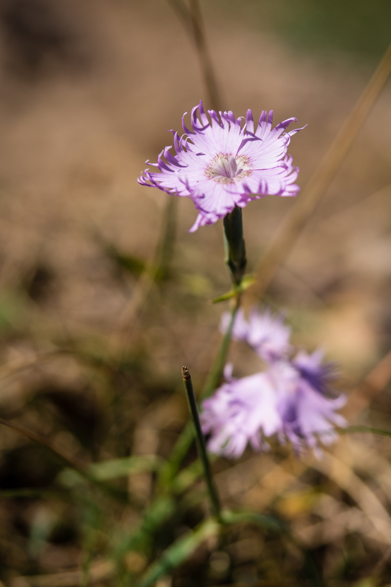 Olympus PEN E-PL5 sample photo. Flowers in the mountain photography