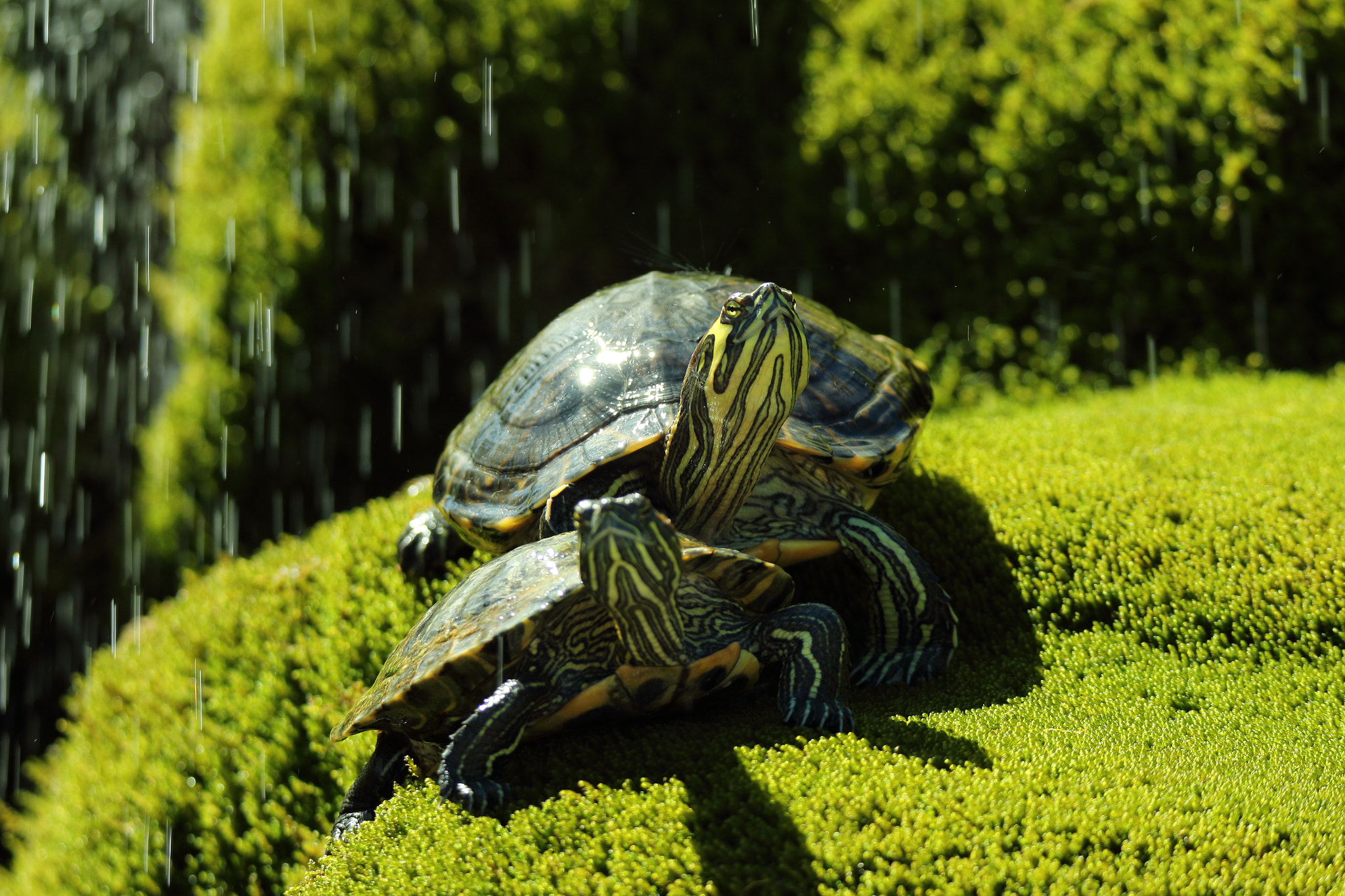 Tamron SP 150-600mm F5-6.3 Di VC USD sample photo. Turtles sunbathing photography