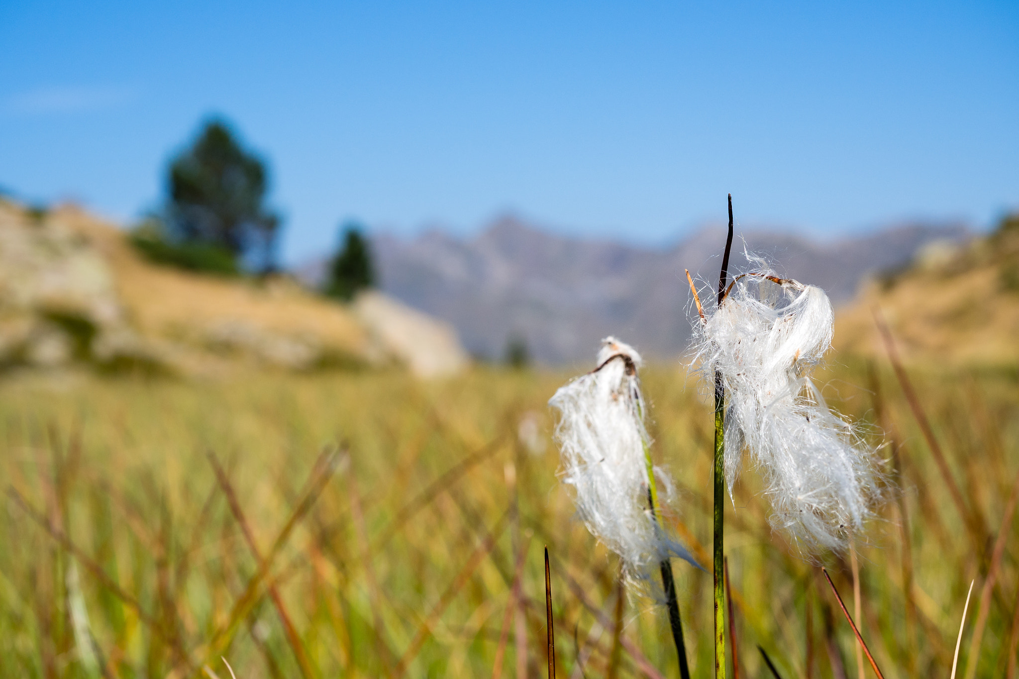 Olympus PEN E-PL5 sample photo. Flowers in the mountain photography