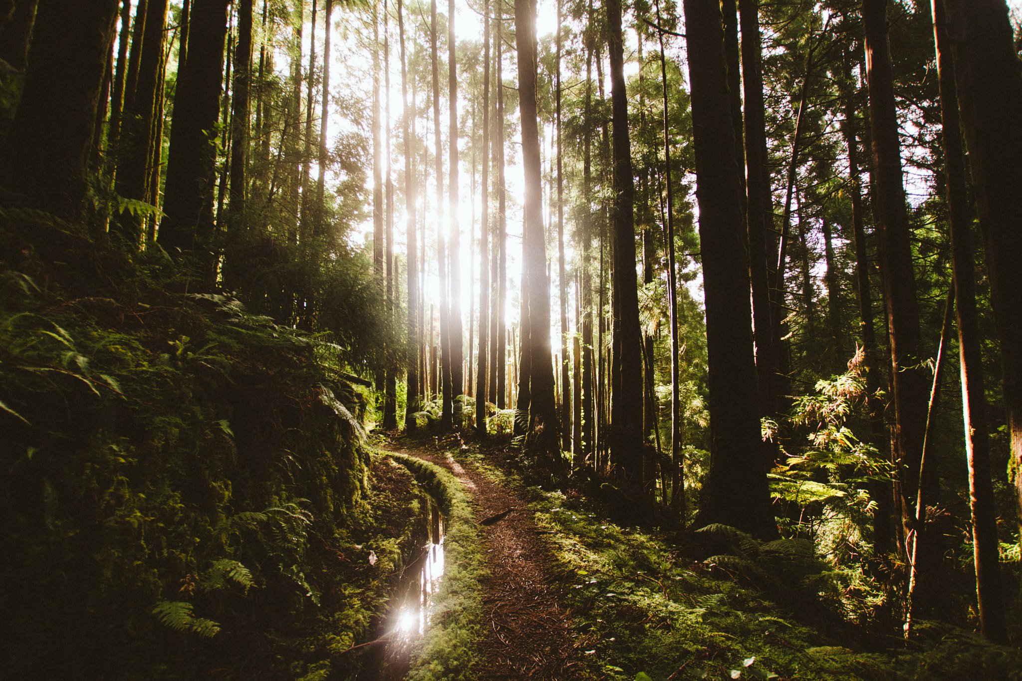 Sigma 10-20mm F3.5 EX DC HSM sample photo. Magic forest photography