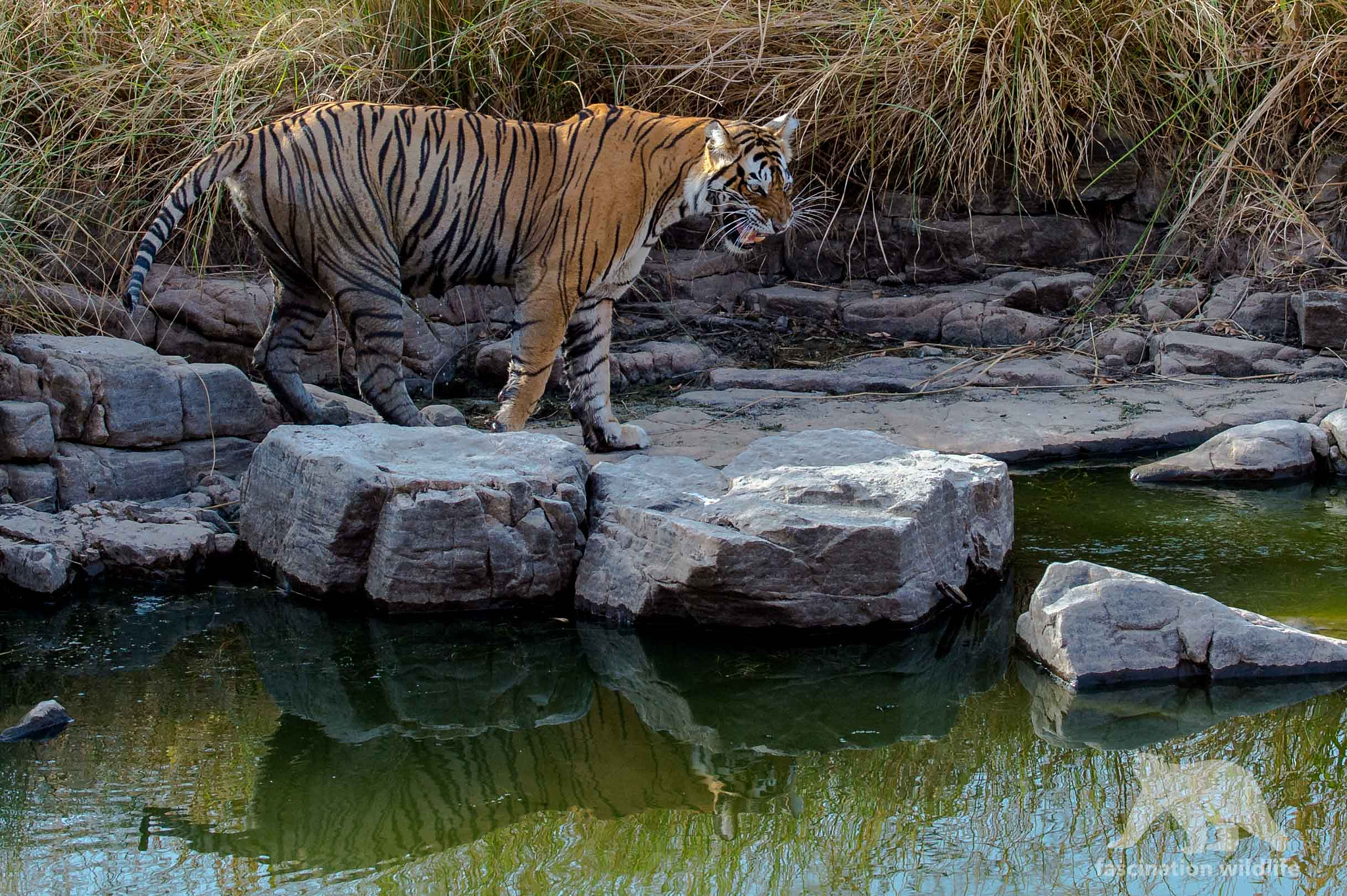 Nikon D4S sample photo. Nervous tiger photography