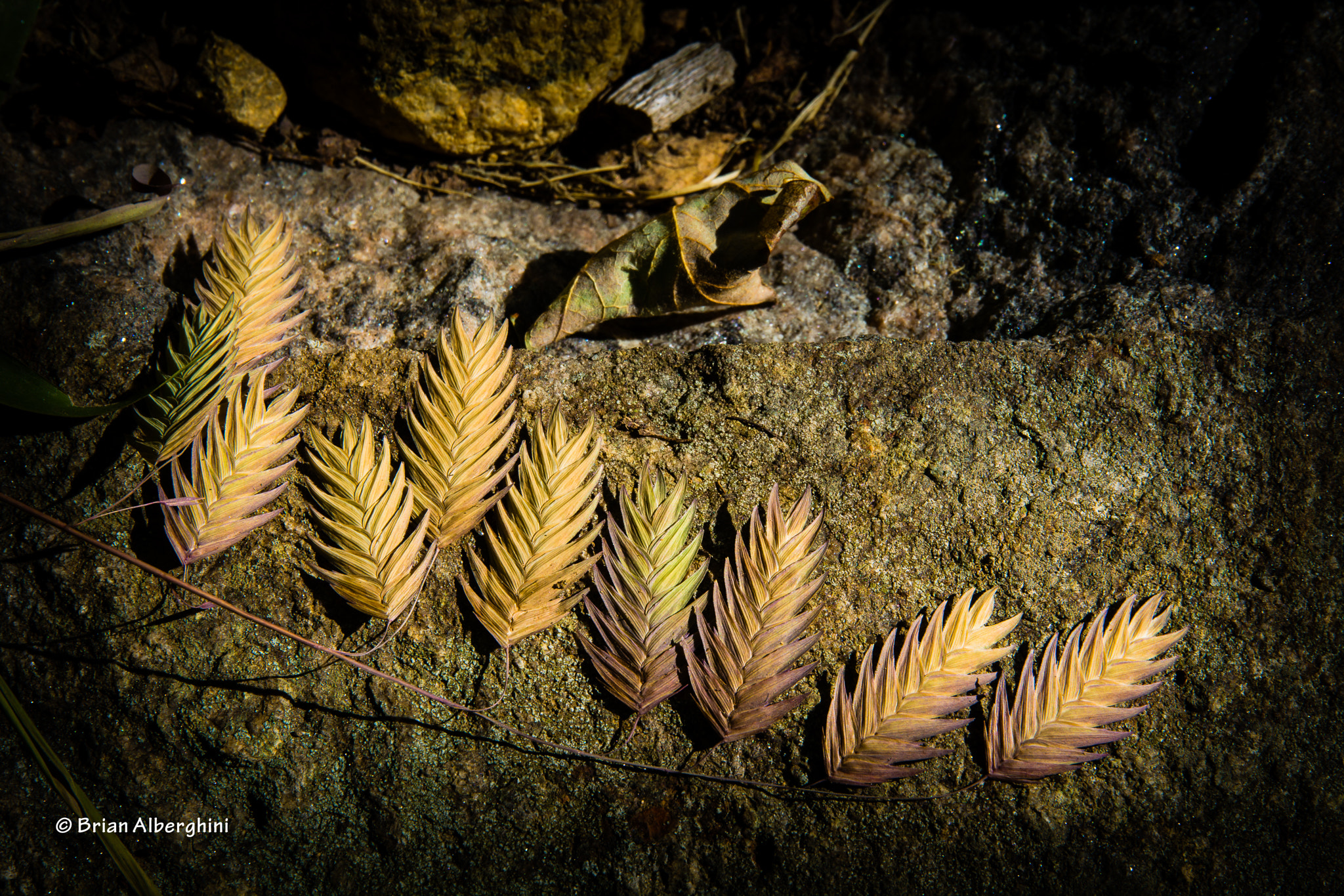 Nikon D7100 + Sigma 24-105mm F4 DG OS HSM Art sample photo. Northern sea oats photography