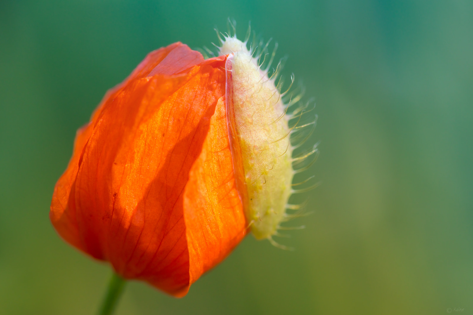 Sony SLT-A77 + Tamron AF 55-200mm F4-5.6 Di II LD Macro sample photo. Whatever you wear, wear it with style! ;) photography