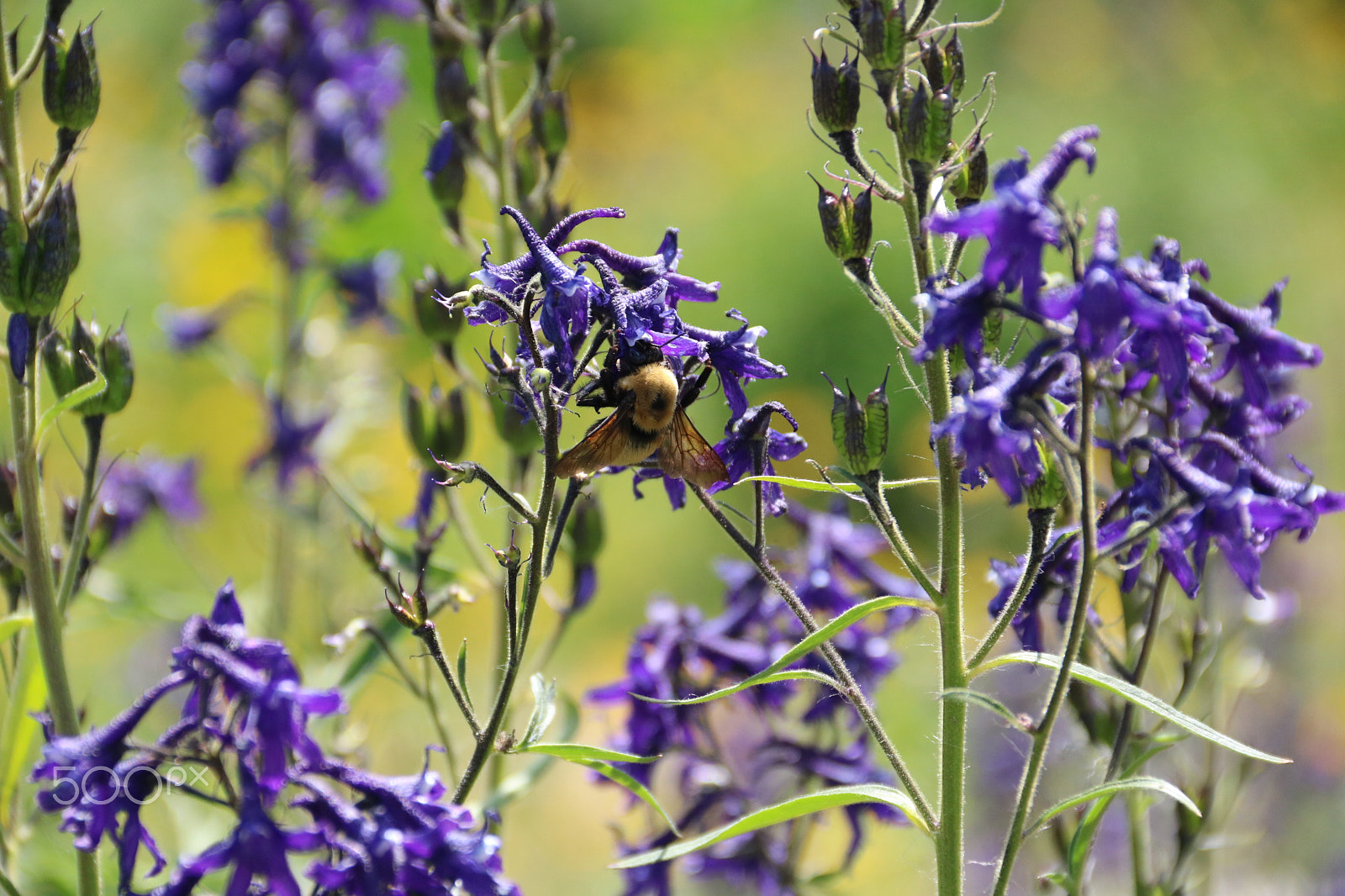 Canon EOS 750D (EOS Rebel T6i / EOS Kiss X8i) sample photo. Buzz 5794 photography