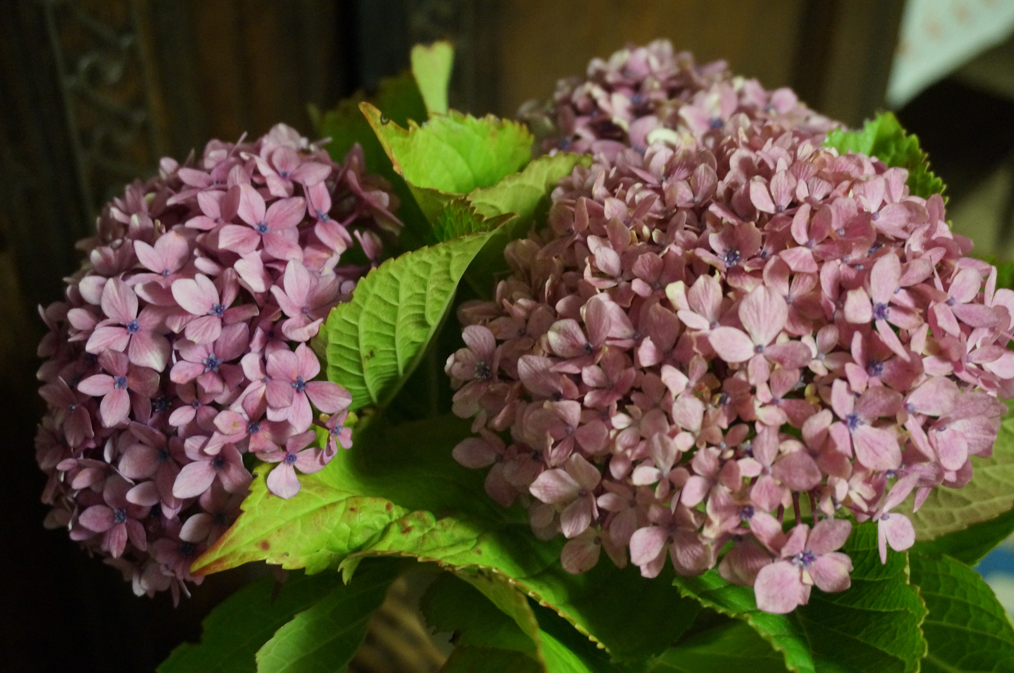 Sony Alpha NEX-3N sample photo. Bouquet d'hortensias photography