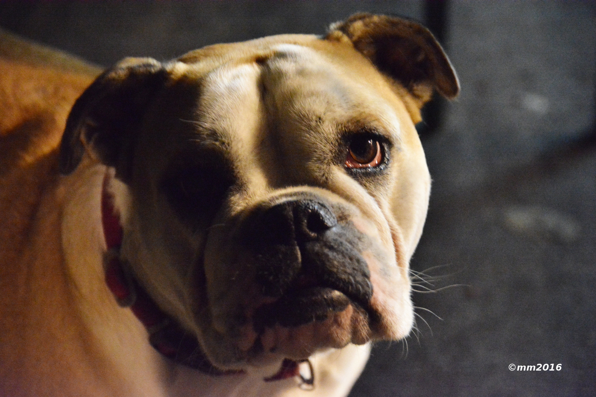 Sigma 17-70mm F2.8-4 DC Macro OS HSM | C sample photo. New girlfriend photography