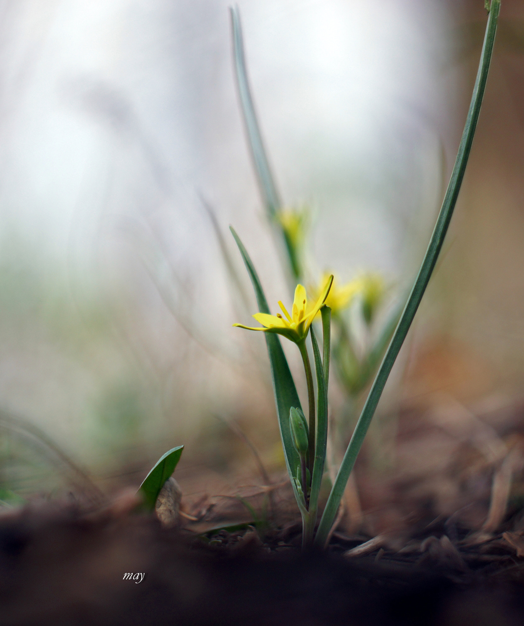 Sony SLT-A65 (SLT-A65V) + Minolta AF 50mm F1.7 sample photo. Spring.. photography