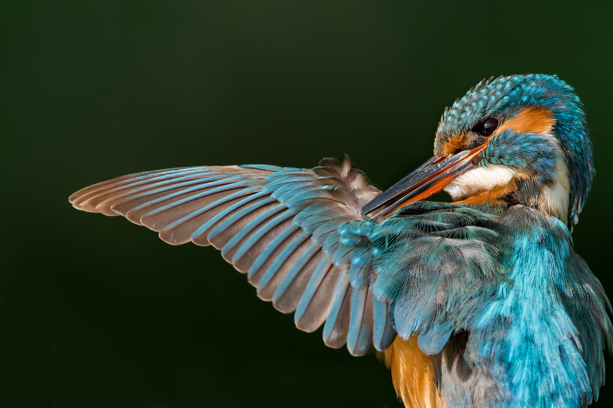 Sony 500mm F4 G SSM sample photo. Cleaning her feathers ,at first light photography