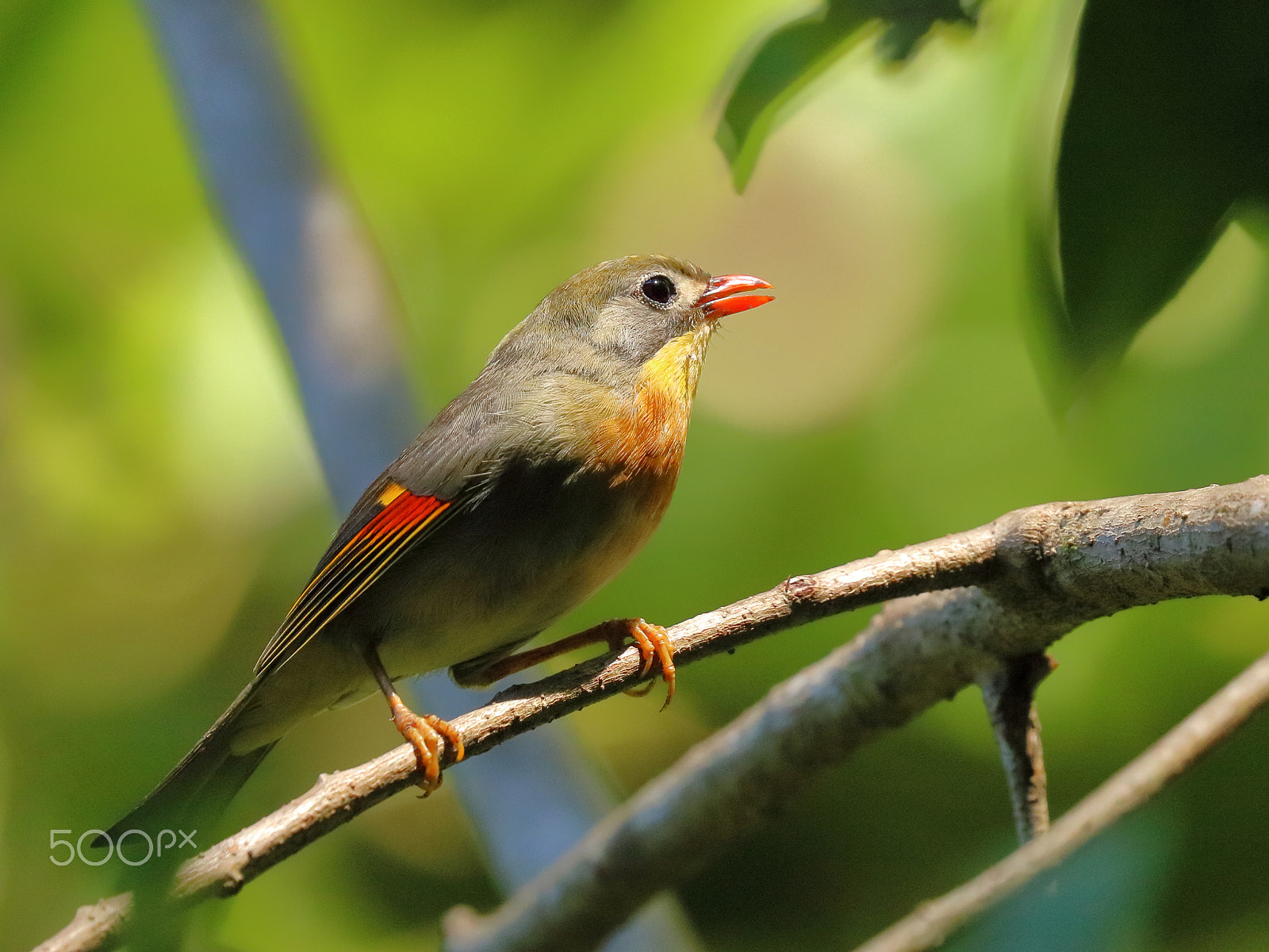 Canon EOS 750D (EOS Rebel T6i / EOS Kiss X8i) + Canon EF 100-400mm F4.5-5.6L IS II USM sample photo. Red billed leiothrix photography