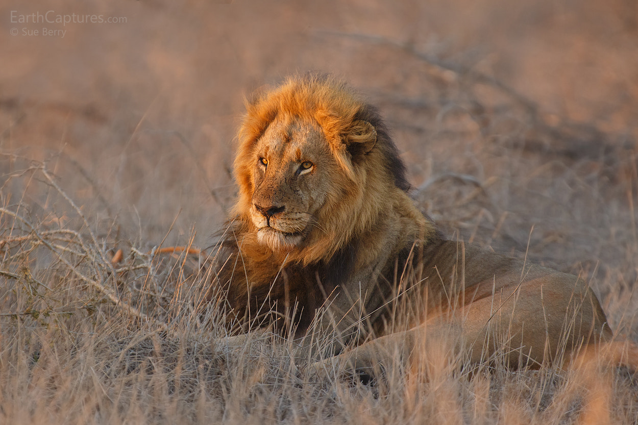 Canon EF 300mm F2.8L IS USM sample photo. Lion at first light photography