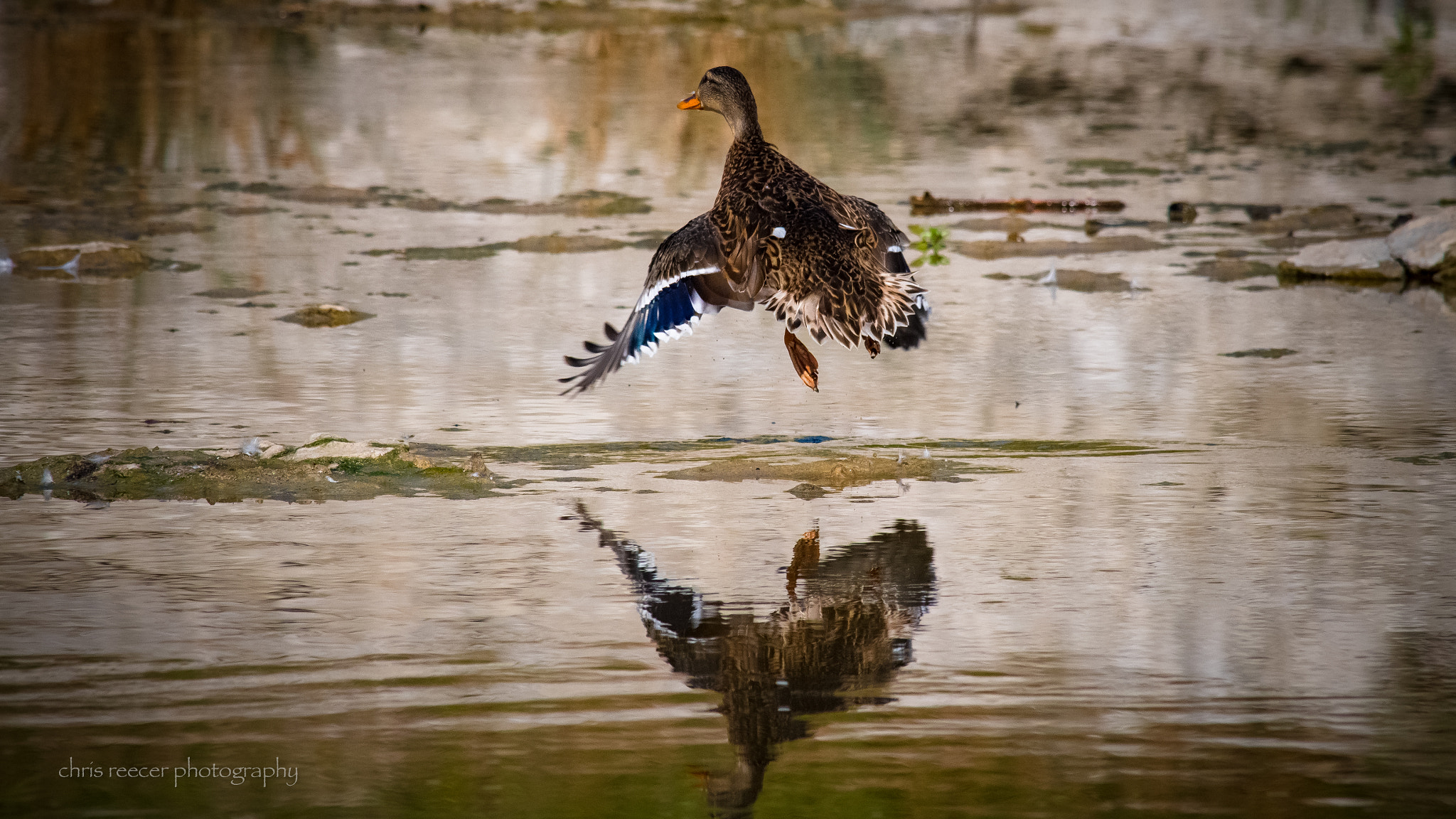 Nikon D500 sample photo. Mottled duck photography