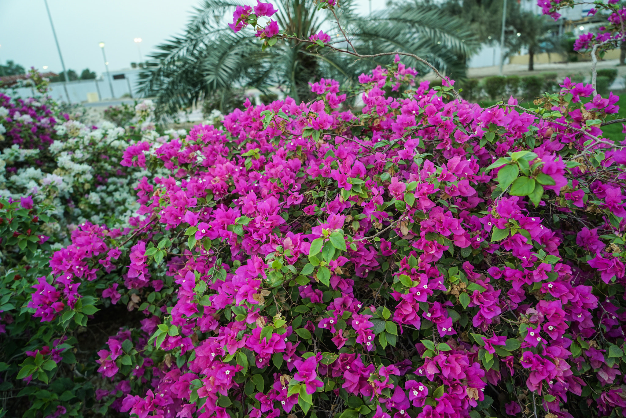 Sony a7R + Sony Vario Tessar T* FE 24-70mm F4 ZA OSS sample photo