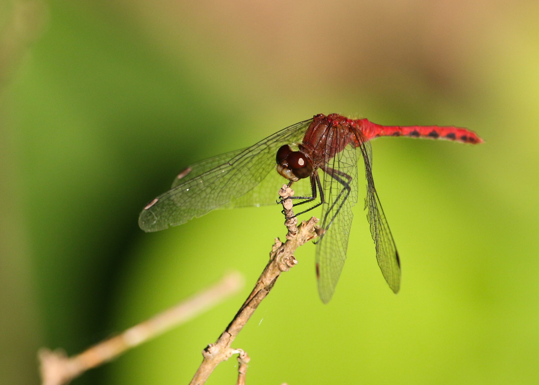 Canon EOS 100D (EOS Rebel SL1 / EOS Kiss X7) sample photo. Red dragon photography