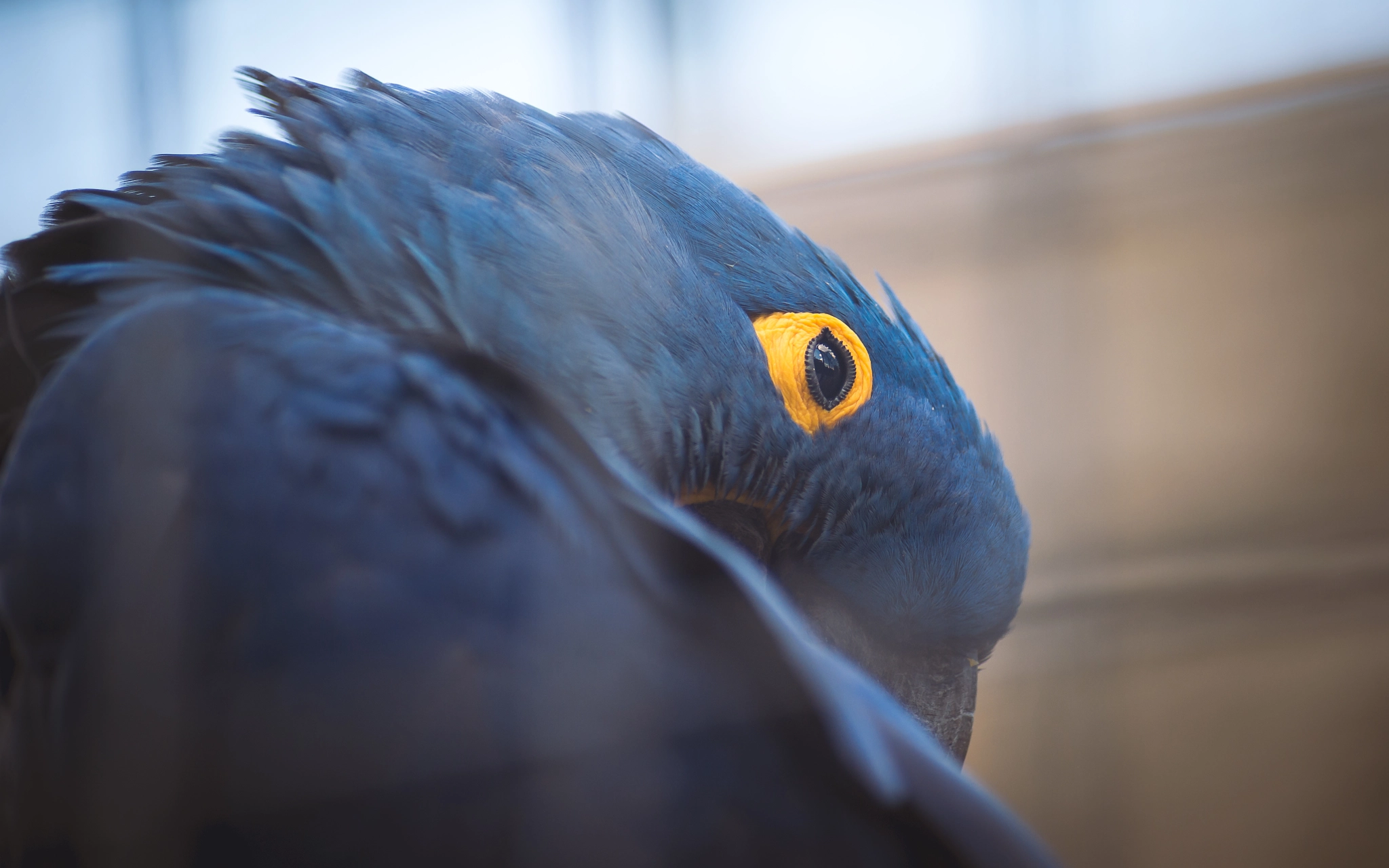 Nikon Df sample photo. Der blaue vogel photography