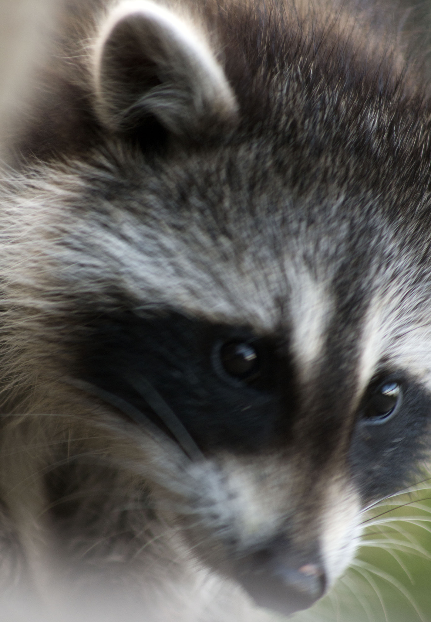 Canon EF 75-300mm f/4-5.6 USM sample photo. Friendly racoon photography