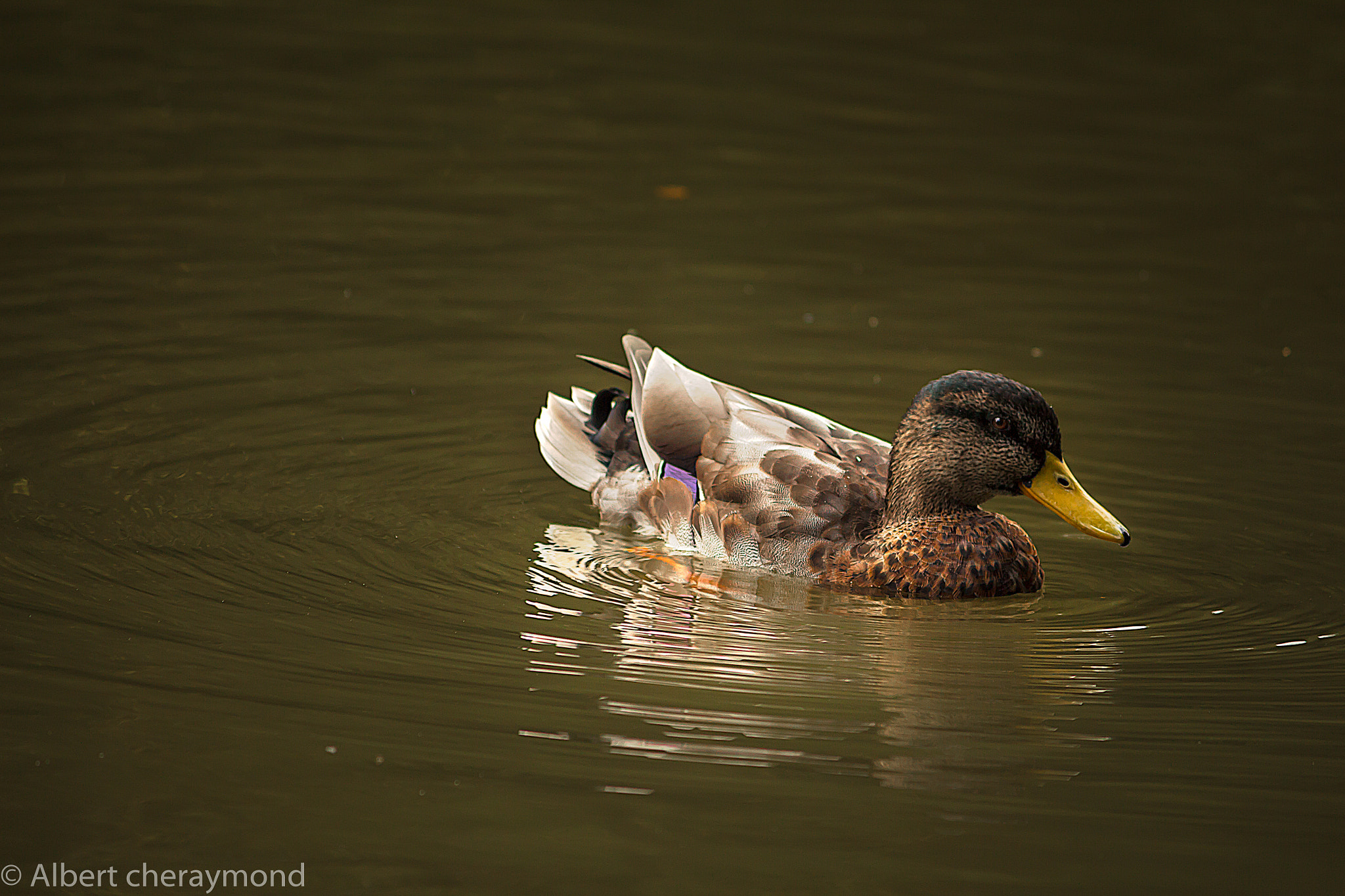 Canon EOS 650D (EOS Rebel T4i / EOS Kiss X6i) sample photo. Duck photography