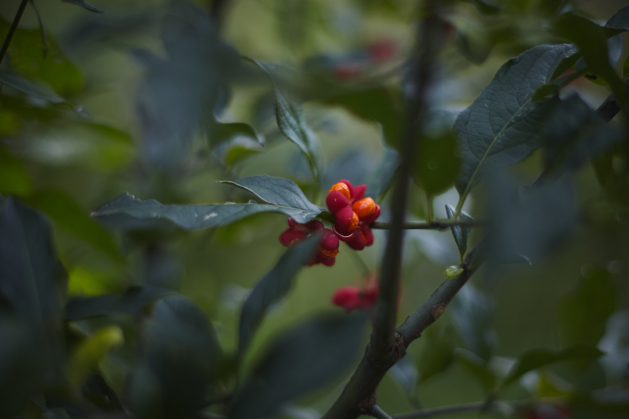 Canon EF 50mm F1.4 USM sample photo. Img photography