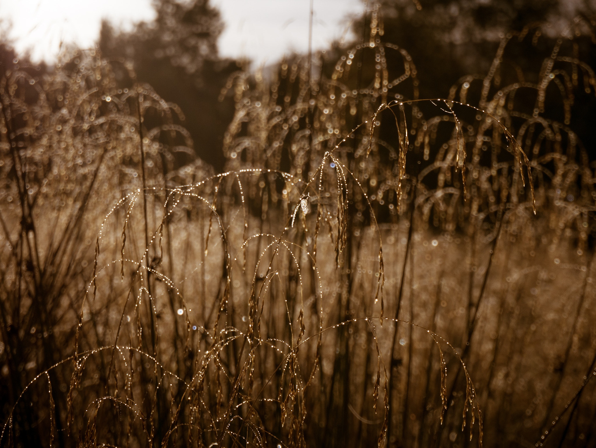 LUMIX G VARIO PZ 14-42/F3.5-5.6 sample photo. Dew on long grass at dawn. photography
