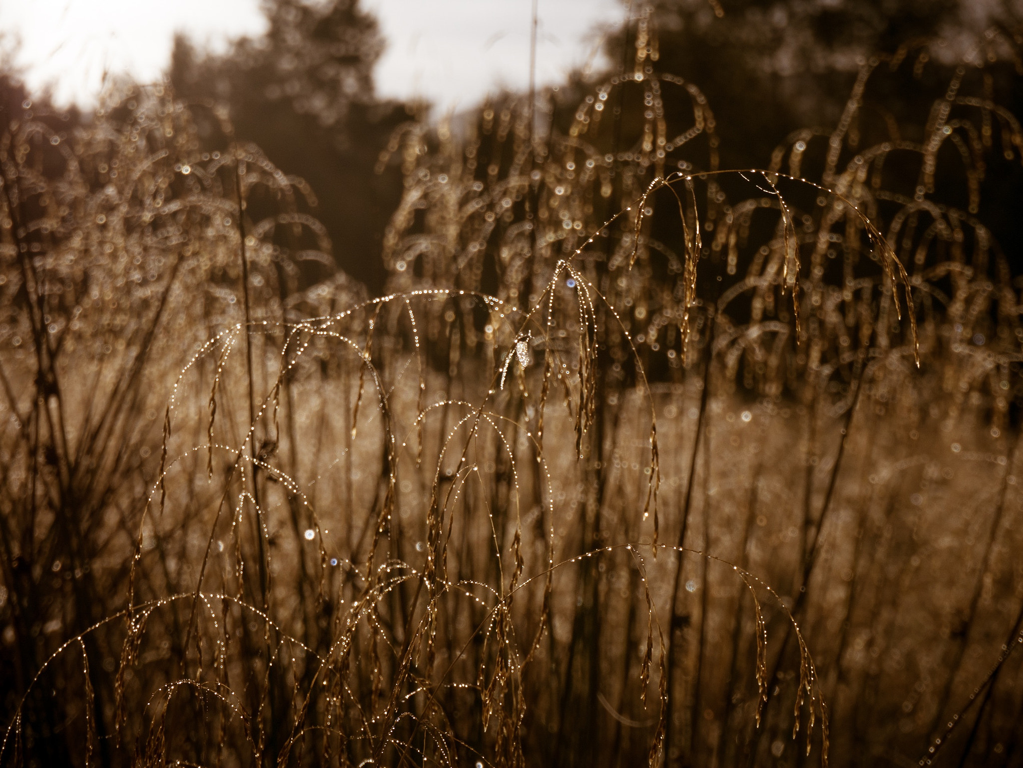 Panasonic Lumix DMC-GM5 sample photo. Dew on long grass at dawn. photography