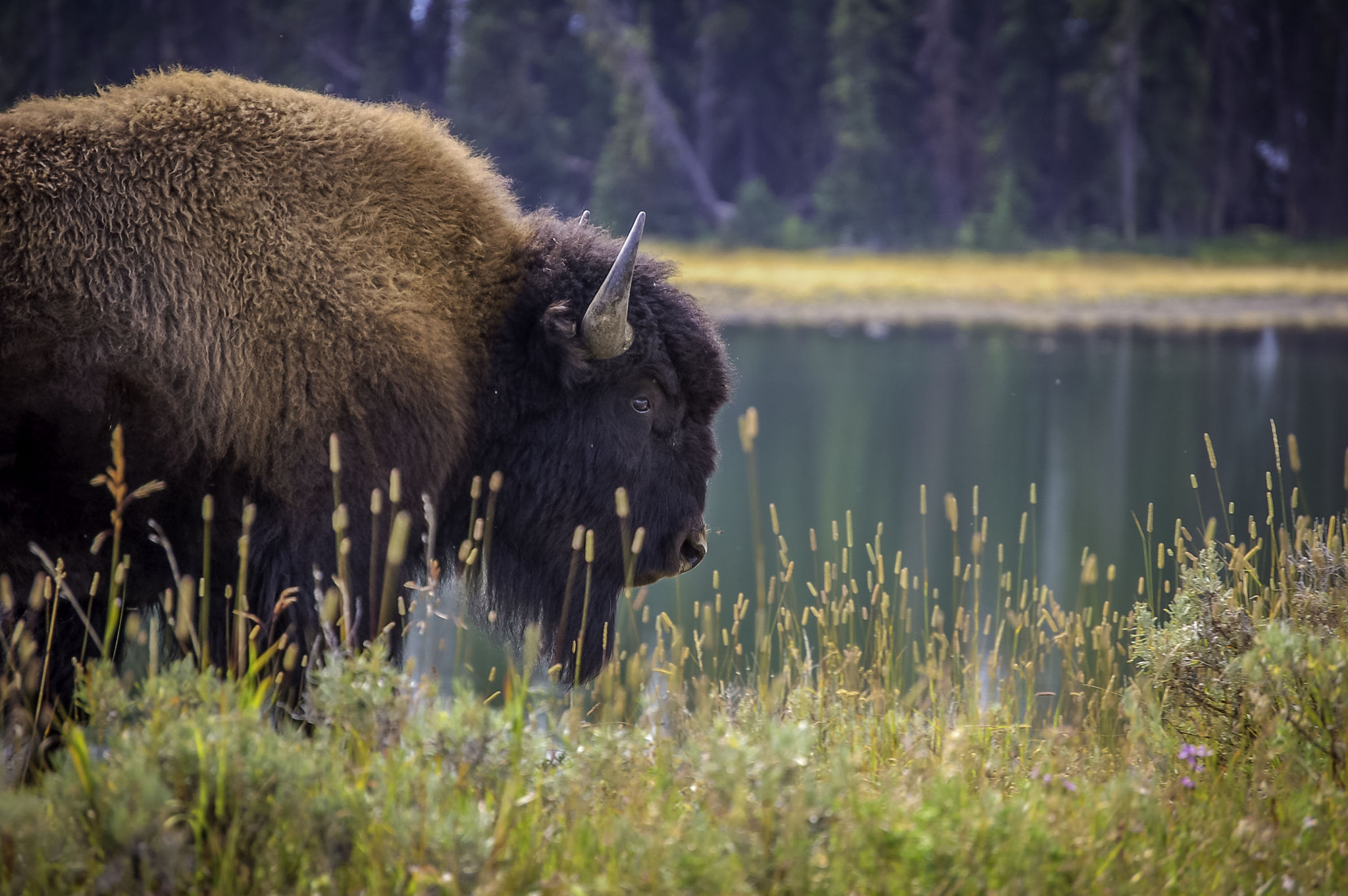 Nikon D50 sample photo. American buffalo in yellowstone photography