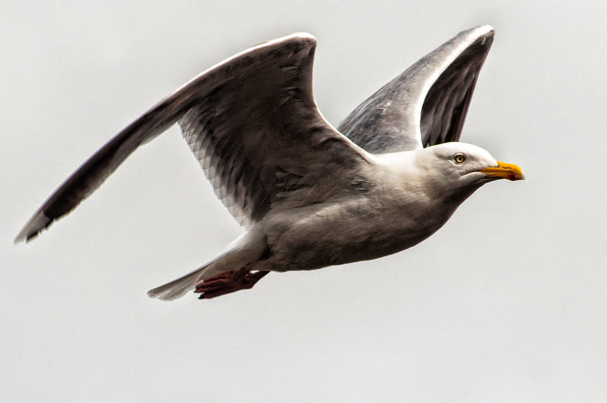 AF Zoom-Nikkor 80-200mm f/2.8 ED sample photo. Gabbiano photography
