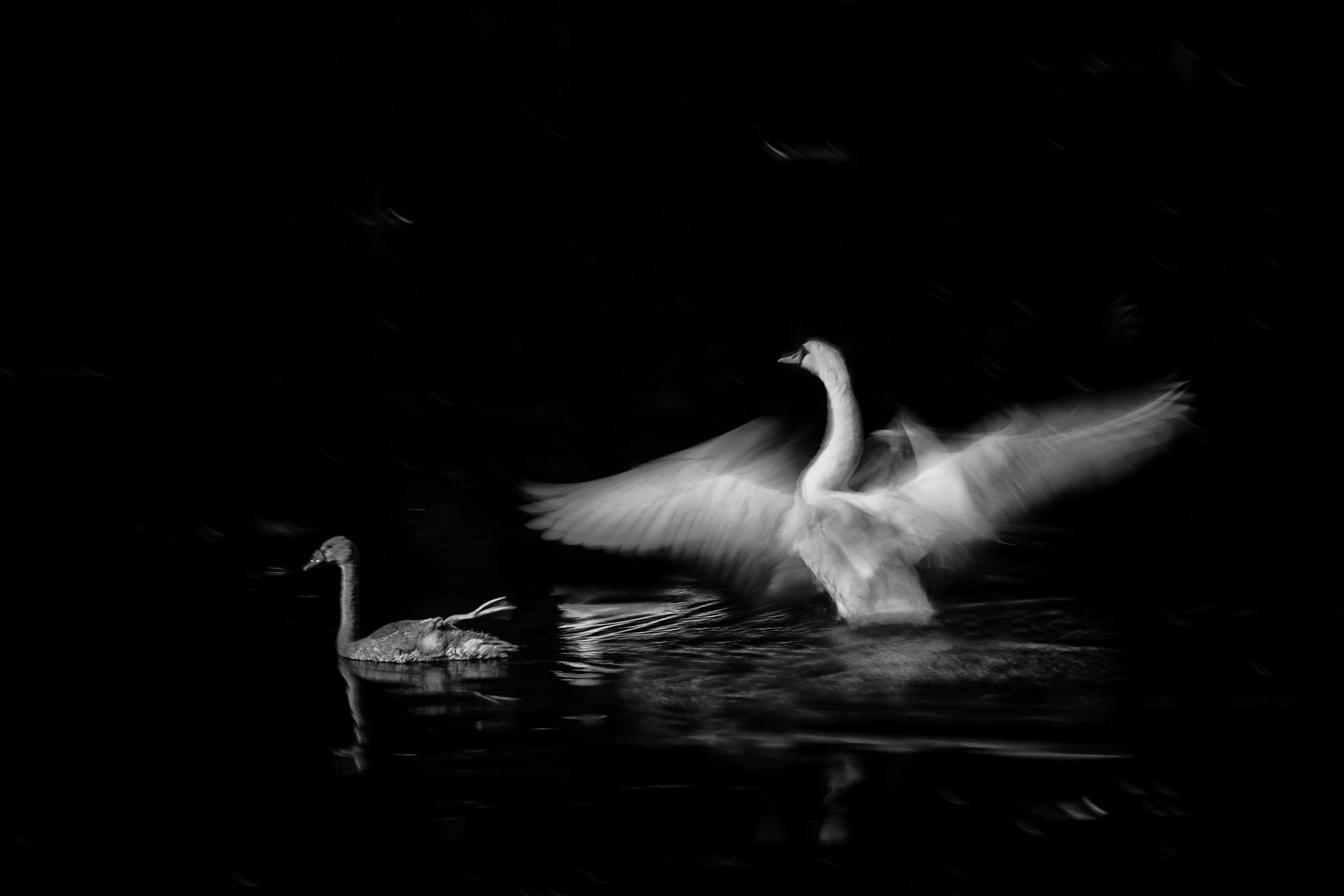 Canon EF 70-200mm F2.8L IS II USM sample photo. Swans photography