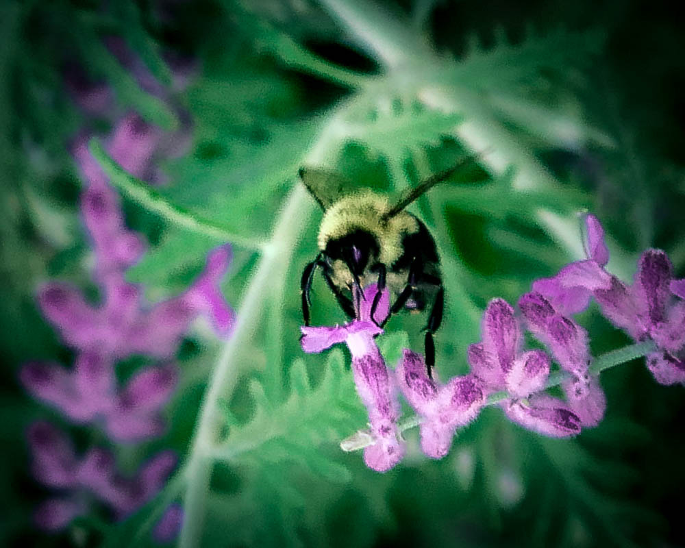 Panasonic Lumix DMC-GX85 (Lumix DMC-GX80 / Lumix DMC-GX7 Mark II) sample photo. A taste of honey photography