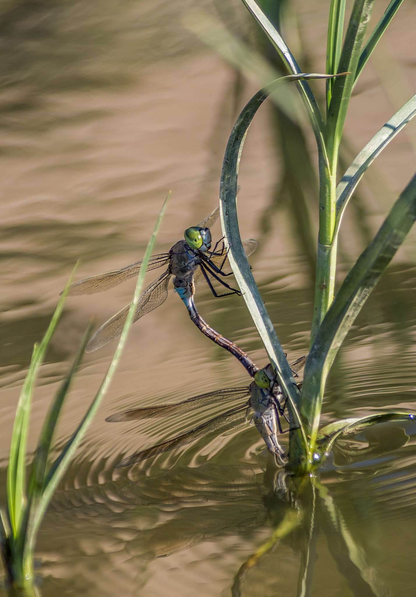 Pentax K-5 II sample photo. 50 nuances de grey version libellules photography