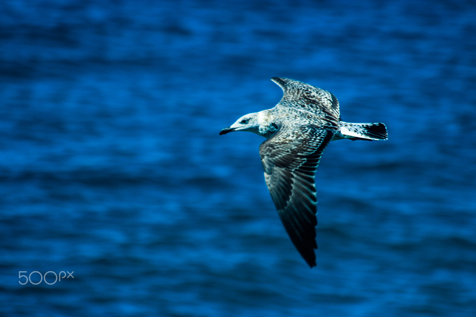 Sigma 70-300mm F4-5.6 APO DG Macro sample photo. Mouette photography