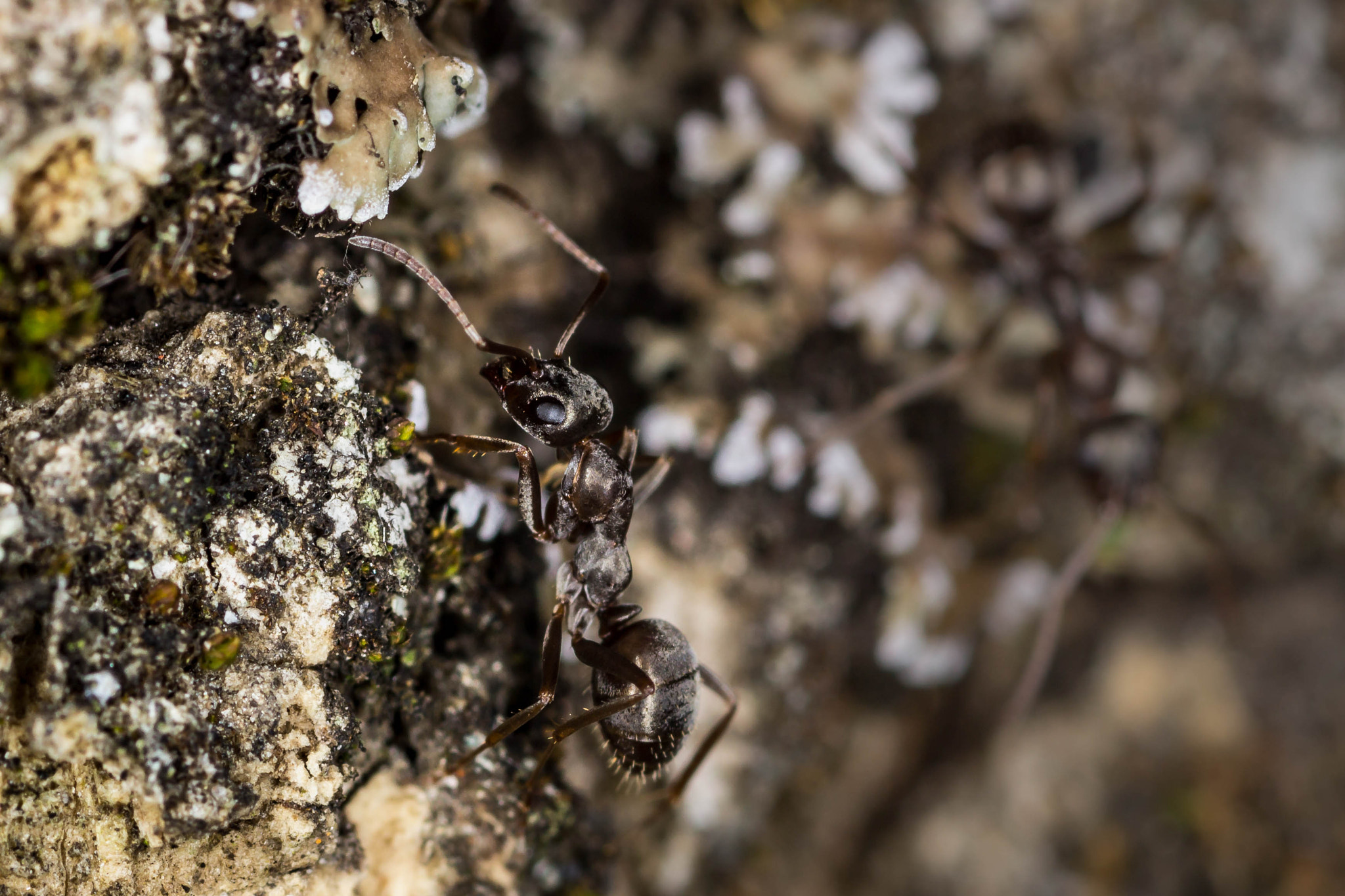 Canon EOS 600D (Rebel EOS T3i / EOS Kiss X5) + Tamron SP AF 90mm F2.8 Di Macro sample photo. Roaming ant photography