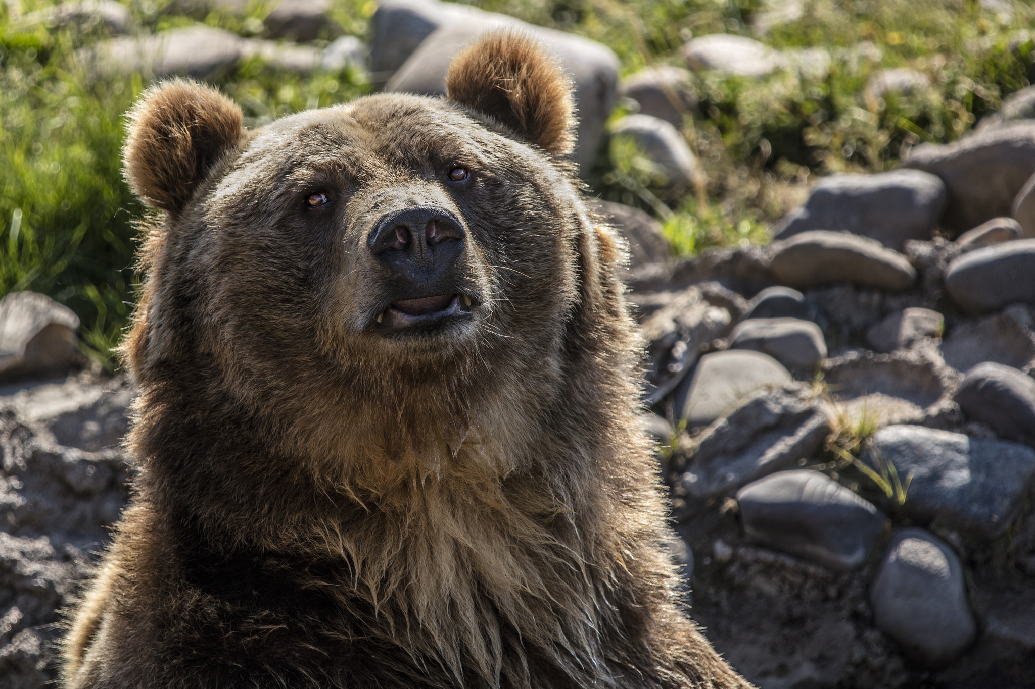 Canon EF 70-200mm F2.8L IS II USM sample photo. A montana grizzly chat photography