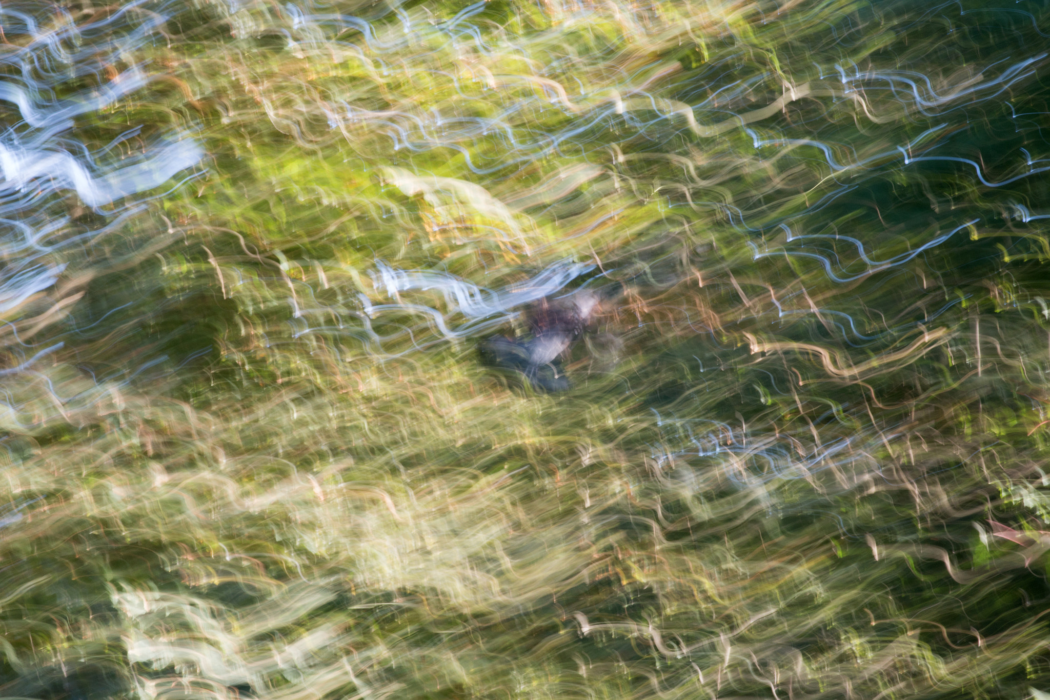 Canon EF 200mm F2.8L II USM sample photo. Dshdliquesdqs photography