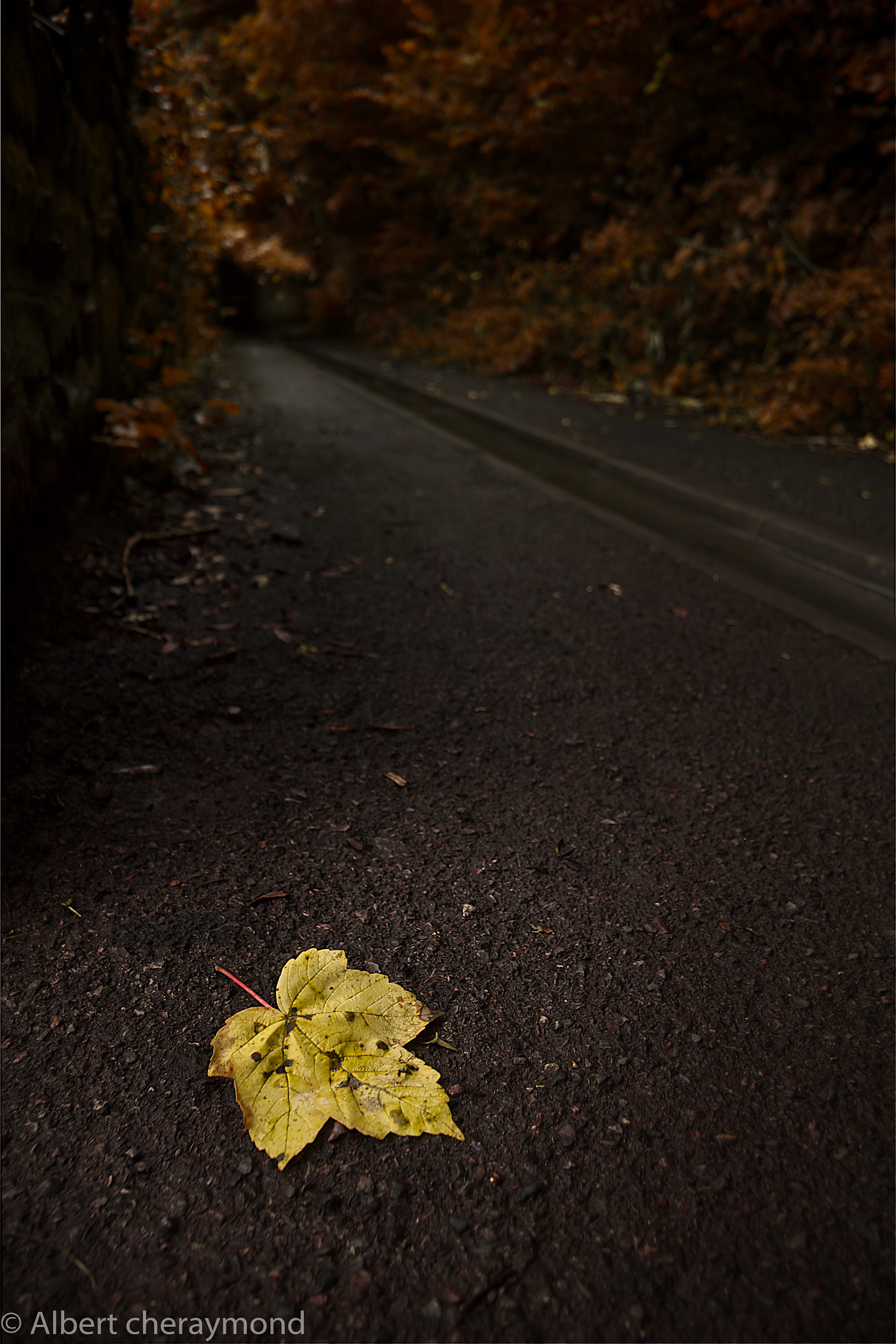 Canon EF-S 17-85mm F4-5.6 IS USM sample photo. Fallen leaf photography