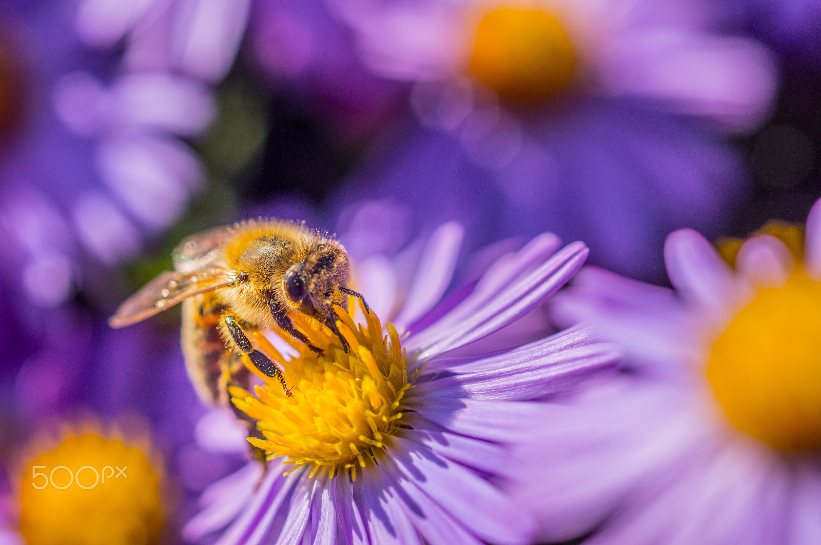 Sony SLT-A55 (SLT-A55V) sample photo. The bee photography