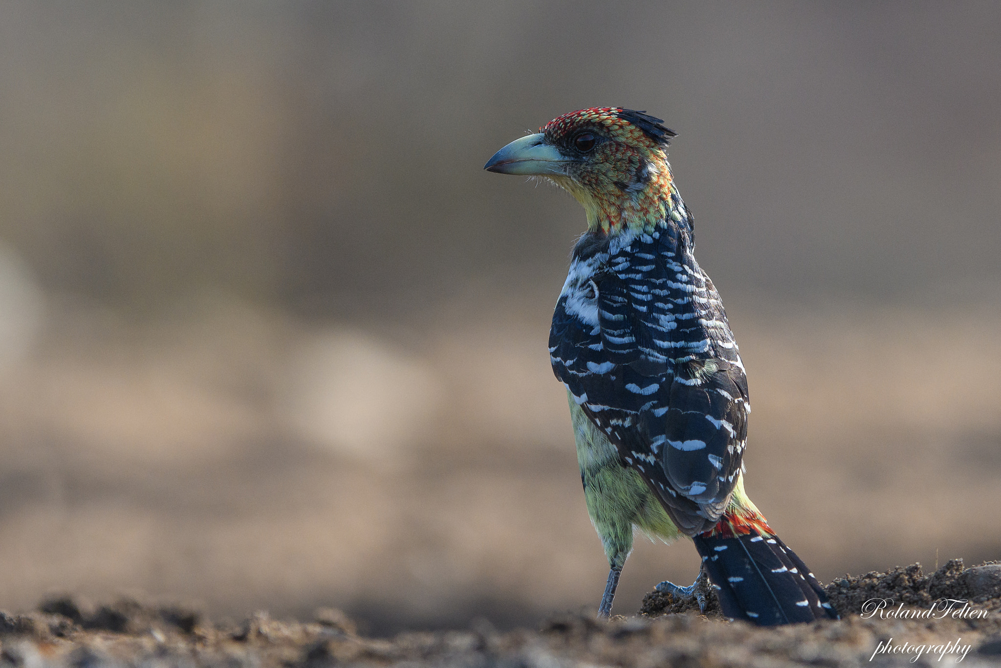 Nikon AF-S Nikkor 200-400mm F4G ED-IF VR sample photo. Crested barbet photography