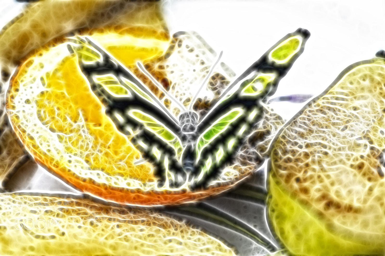 Sigma 70mm F2.8 EX DG Macro sample photo. Gele vlinder photography