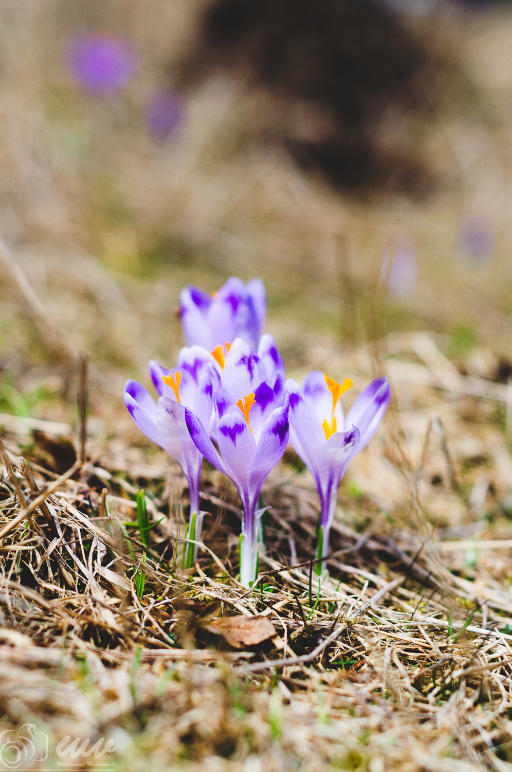 Nikon AF Nikkor 50mm F1.8D sample photo. Mountains flowers photography