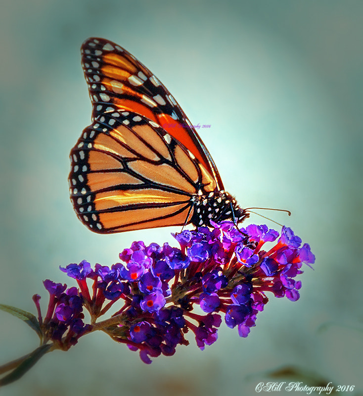 Sigma 18-250mm F3.5-6.3 DC OS HSM sample photo. First autumn butterfly photography
