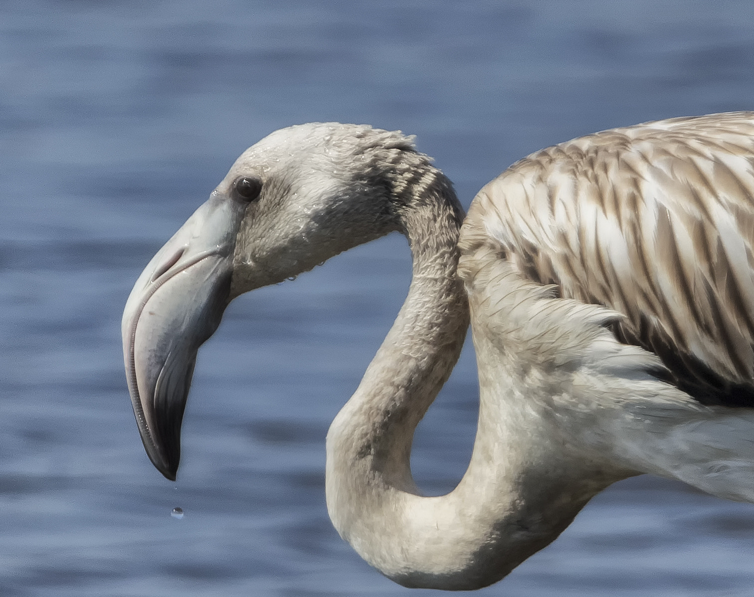 Canon EF 100-400mm F4.5-5.6L IS USM sample photo. Flamingos photography