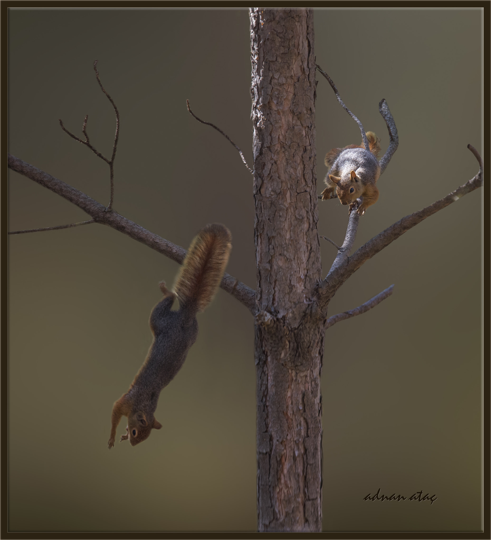 Nikon D4 sample photo. Anadolu sincapı - sciurus anomalus - squirrel photography