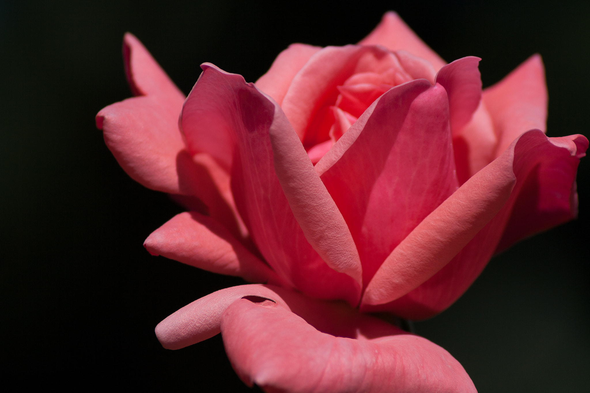 Canon EOS 1000D (EOS Digital Rebel XS / EOS Kiss F) sample photo. Pink rose photography