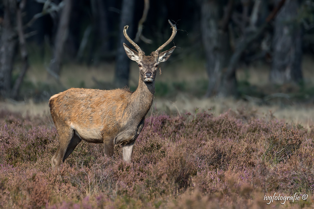 Nikon D610 + Nikon AF-S Nikkor 500mm F4G ED VR sample photo. Young stag photography