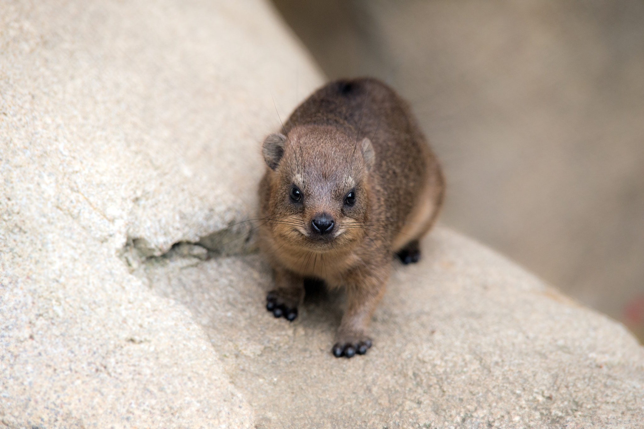 Pentax K-1 sample photo. Rock hyrax photography