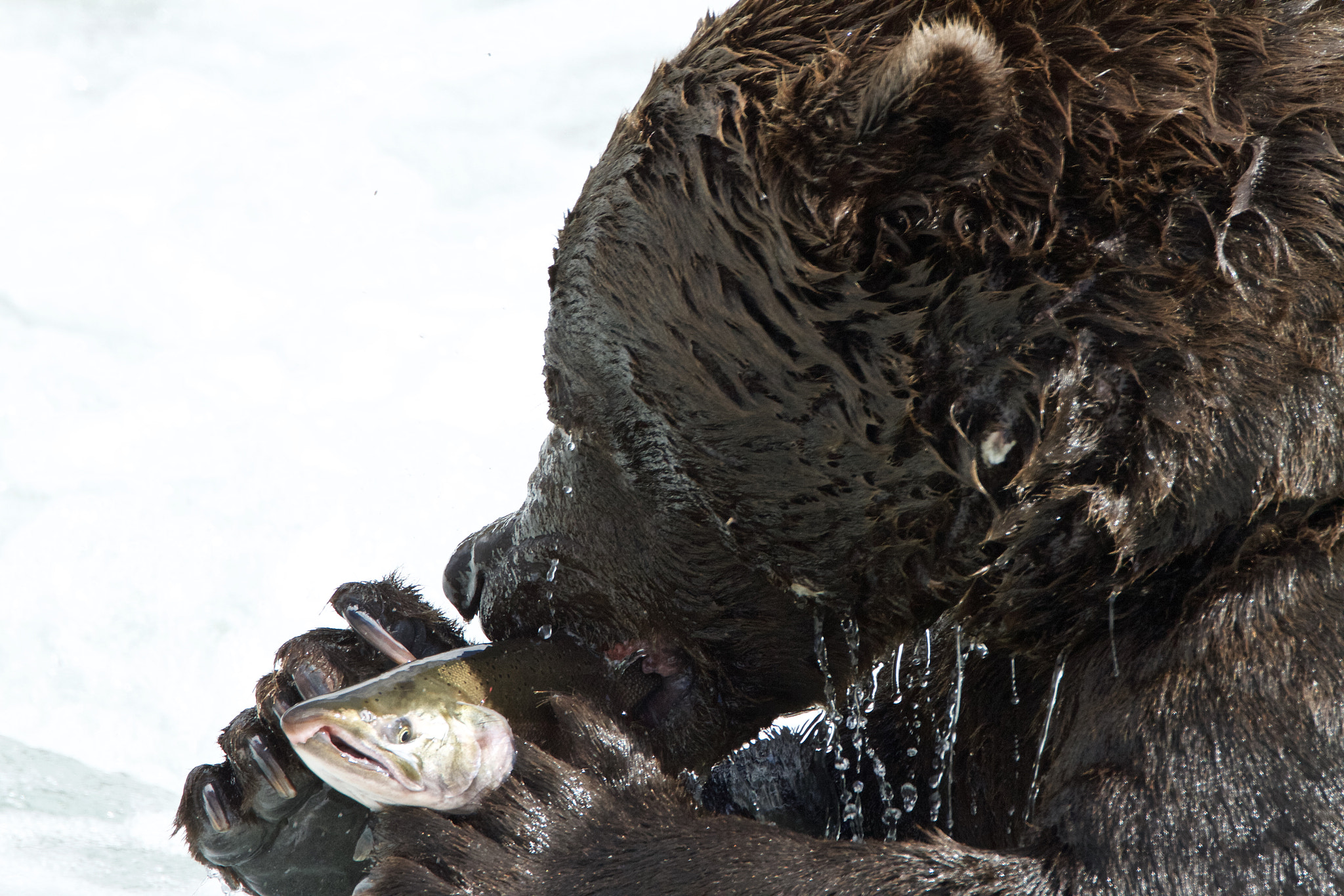 Canon EF 500mm F4L IS USM sample photo. Hard day photography