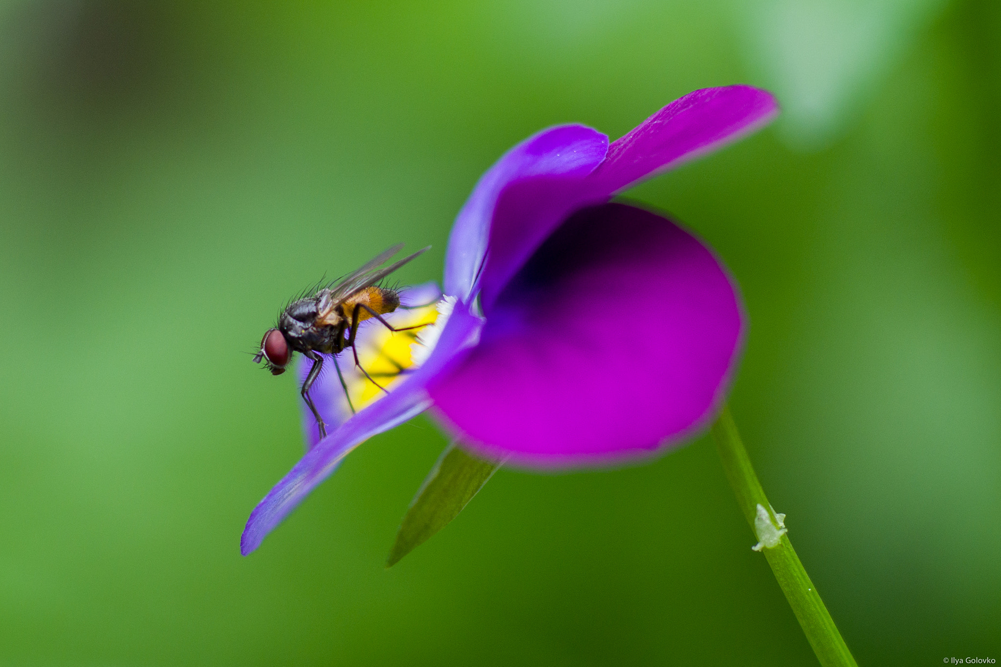 Pentax K-S2 + smc PENTAX-FA MACRO 100mm F3.5 sample photo. Beauty and a beast photography