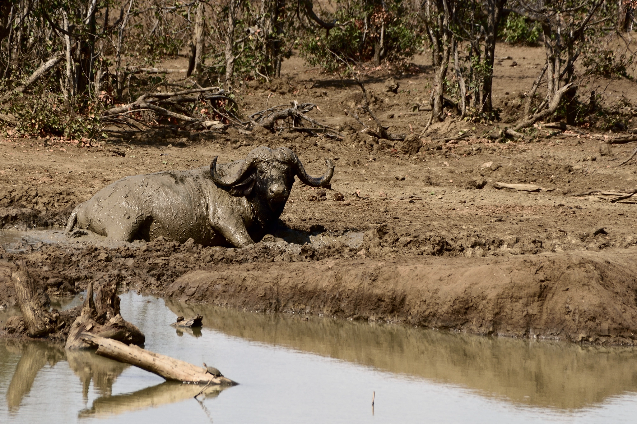 Sigma 18-250mm F3.5-6.3 DC Macro OS HSM sample photo. Buffalo bath photography