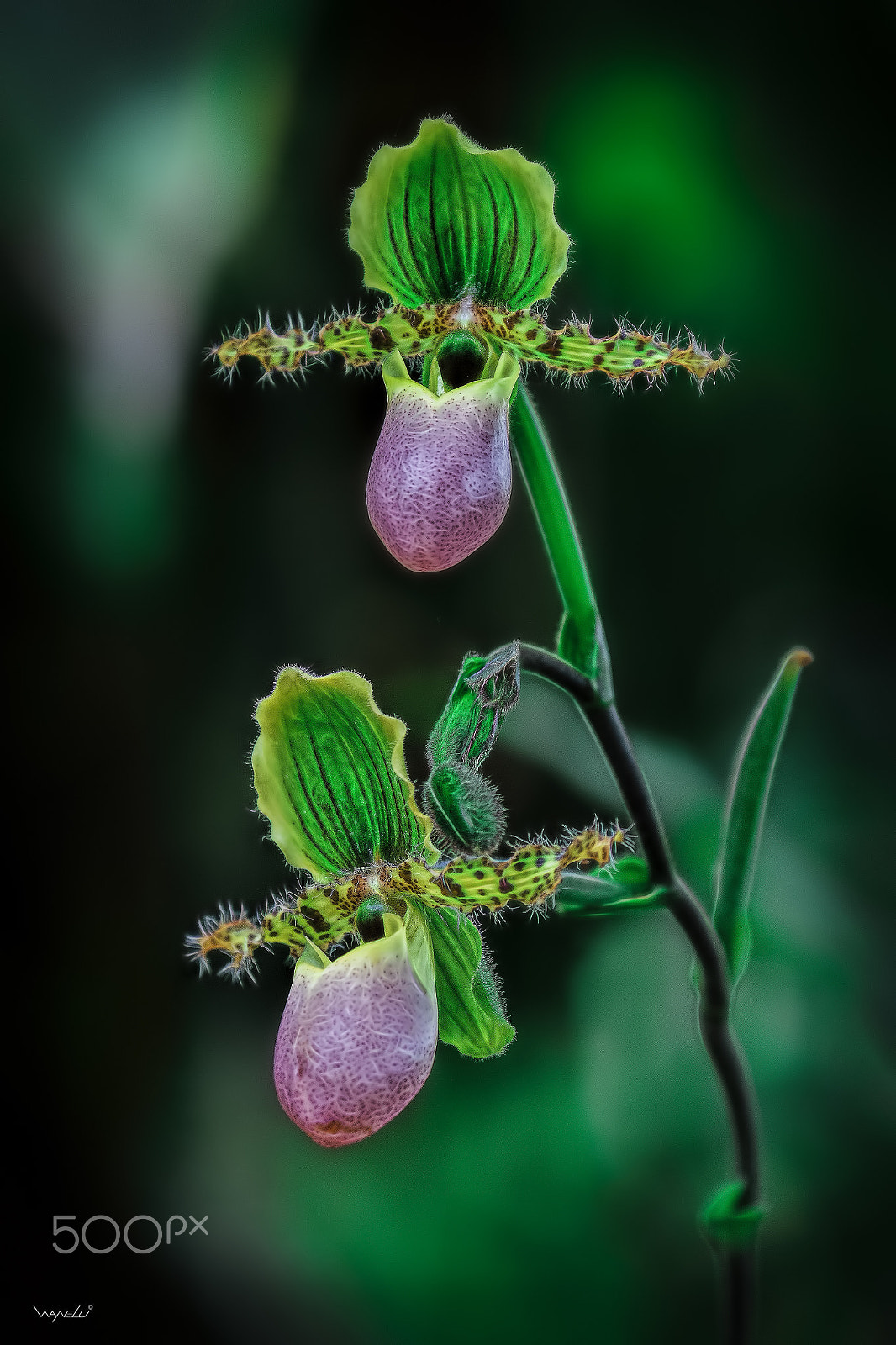 Canon EOS-1D X Mark II sample photo. Orchid diaries (25) photography