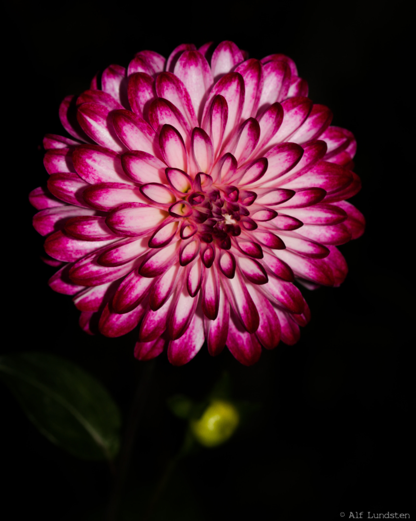 Canon EF 100mm F2.8 Macro USM sample photo. Inner glow photography