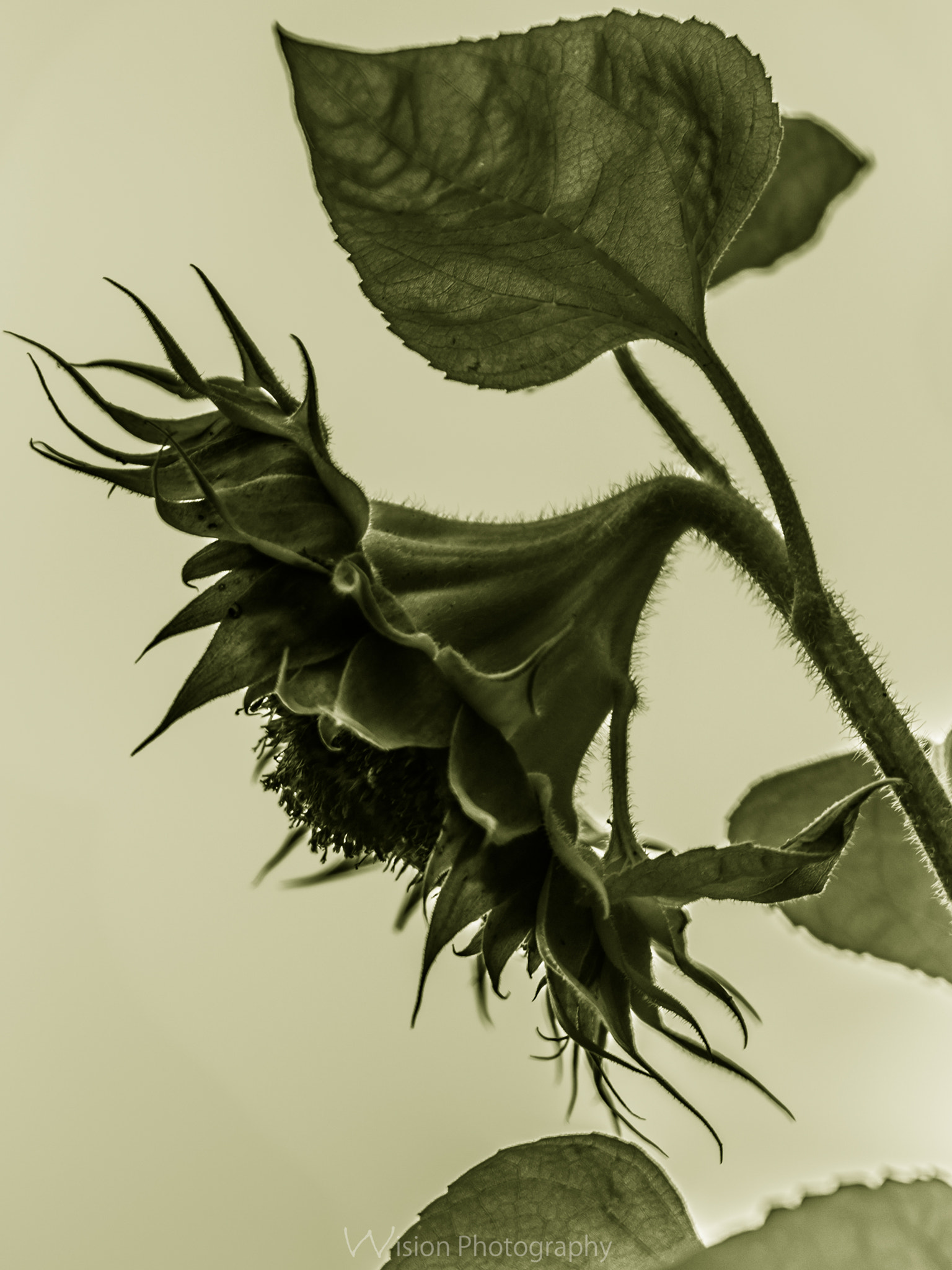 Sigma 150mm F2.8 EX DG Macro HSM sample photo. Not sun anymore photography